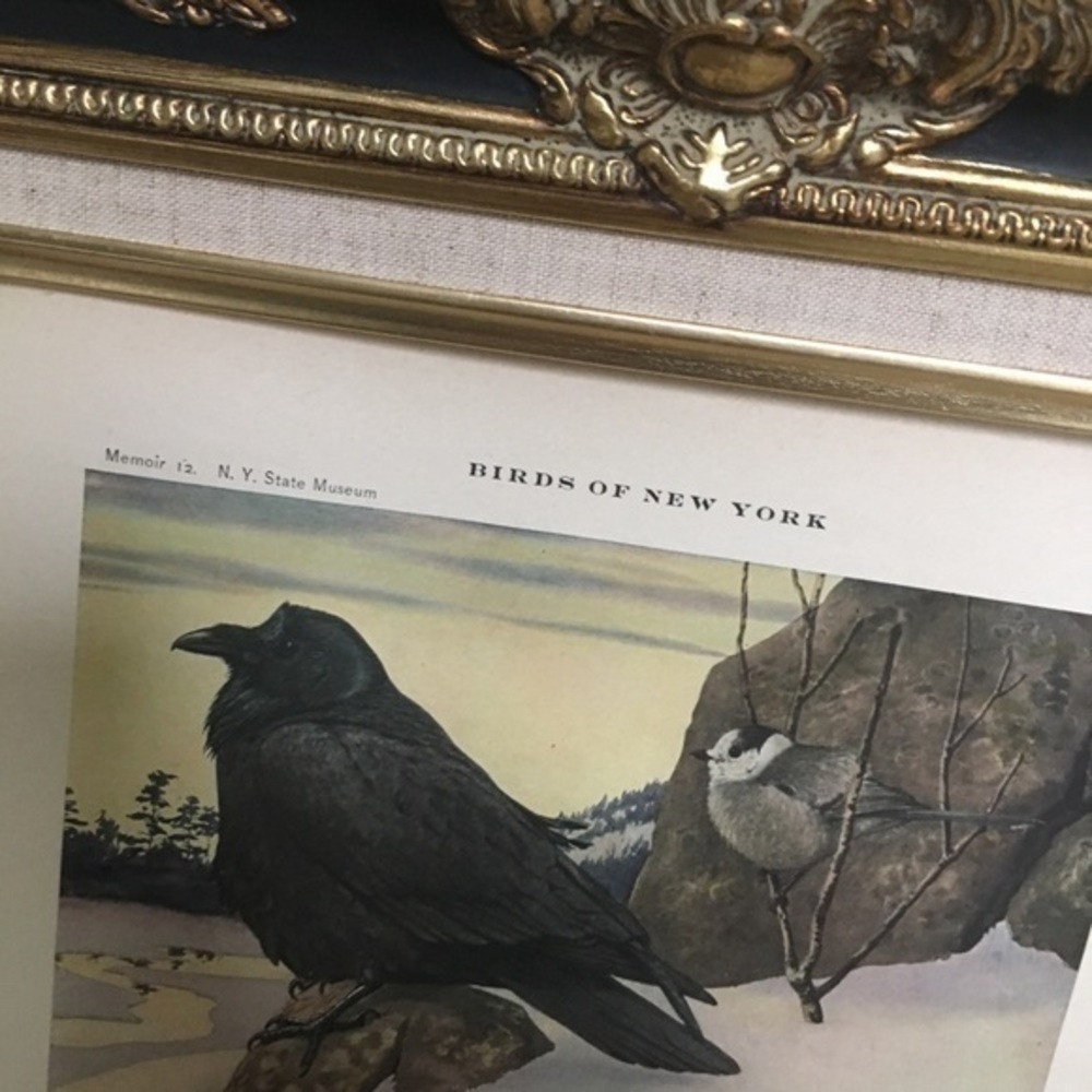 Antique Ornithological Bird Print Original Raven Canada jay - Picture 3 of 14